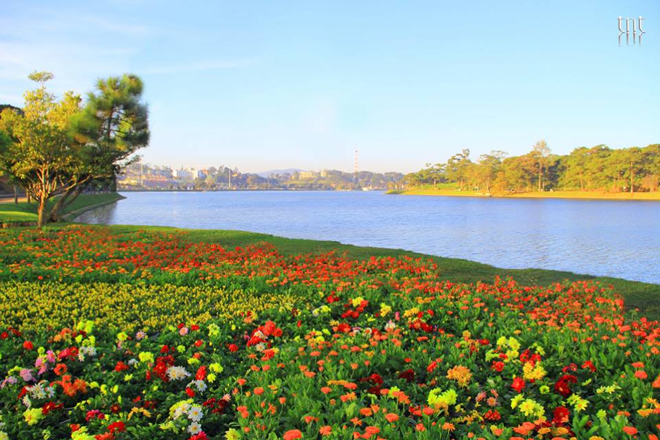 Đà Lạt được mệnh danh là thành phố của ngàn hoa, với hàng trăm loài hoa khoe sắc quanh năm.